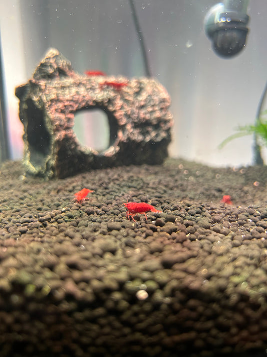 #001 (Red) 1 (Single) Cherry Shrimp (size: 1/4 inch to 1 inch) (Unsexed)