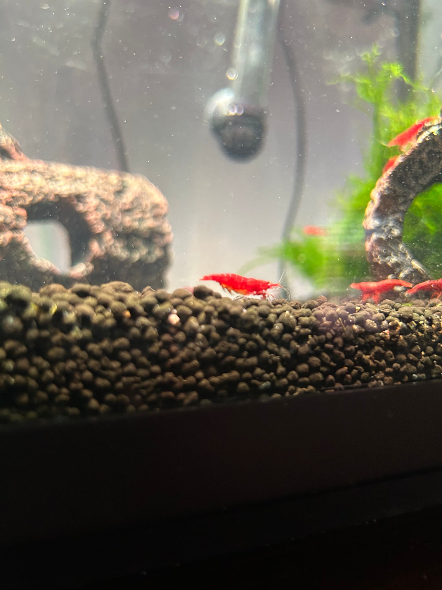 #001 (Red) 1 (Single) Cherry Shrimp (size: 1/4 inch to 1 inch) (Unsexed)