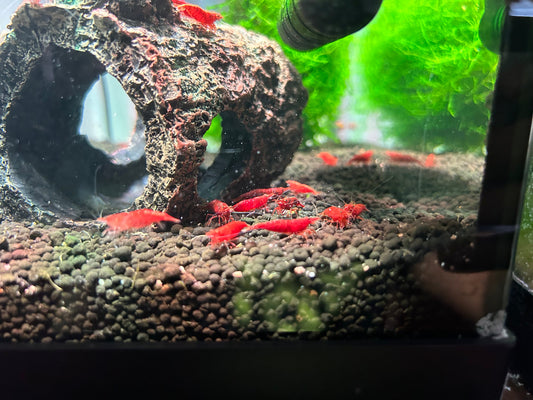 #003 (Red) 10 + 2 Cherry Shrimp (size: 1/4 inch to 1 inch) (Unsexed)