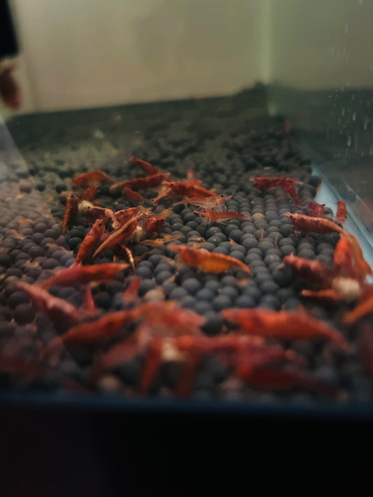 #004 (Fire) (Red) 10 + 2 Cherry Shrimp (size: 1/4 inch to 1 inch) (Unsexed)