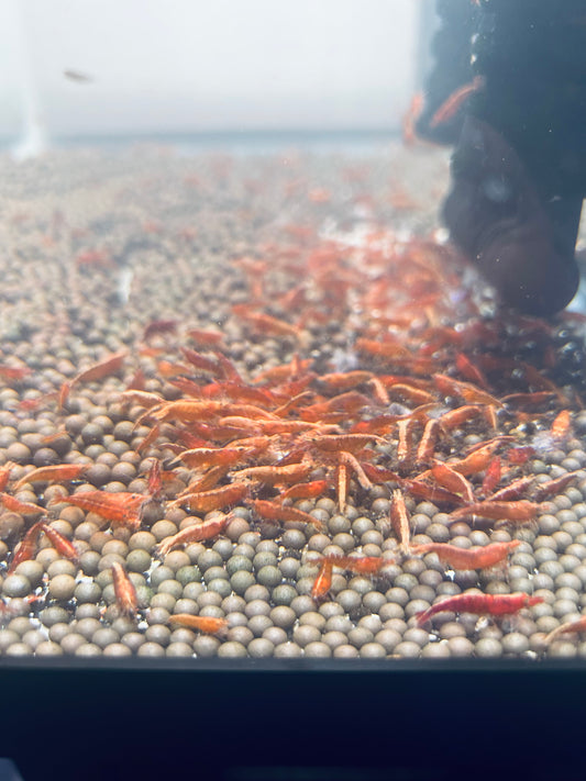 #004 (Red) 20 + 5 Cherry Shrimp (size: 1/4 inch to 1 inch) (Unsexed)